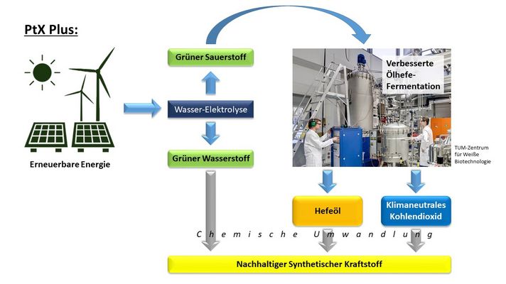 PtX Plus – Nutzung von grünem Wasserstoff im Verbund von Biotechnologie basierten Konversionsverfahren 